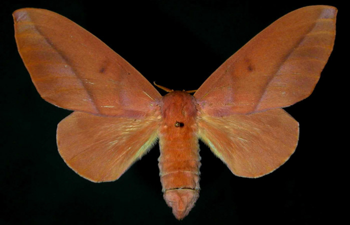 Fig.1 Adulto hembra <i>Othorene bernardoespinozai</i>, mostrando la parte dorsal.Voucher: 96-SRNP-4701.9-DHJ31289.jpg