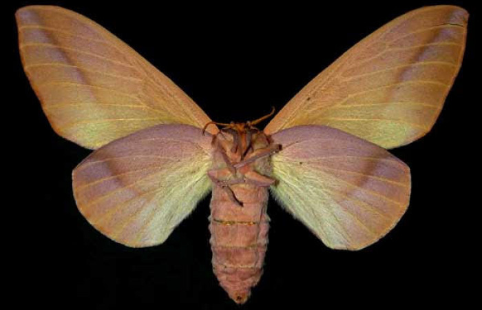 Fig.2 Adulto hembra <i>Othorene bernardoespinozai</i>, mostrando la parte ventral.Voucher: 96-SRNP-4701.9-DHJ31290.jpg