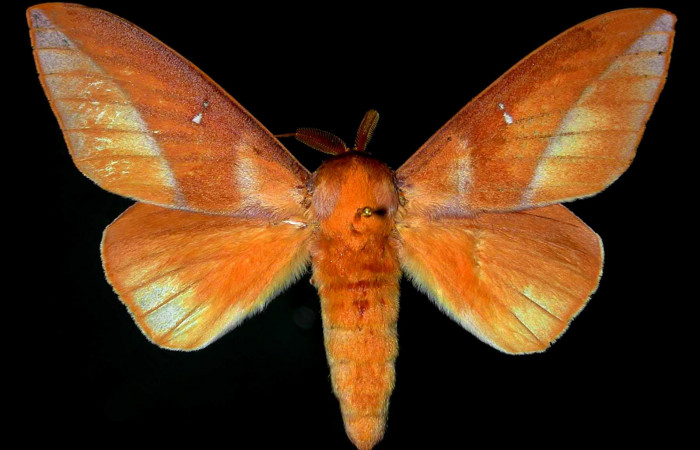 Fig.3 Adulto macho <i>Othorene bernardoespinozai</i>, mostrando la parte dorsal.Voucher: 96-SRNP-4925.16-DHJ31291.jpg