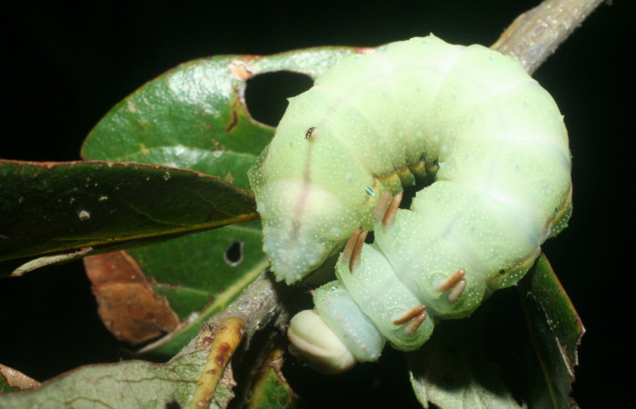Fig.6 Larva <i>Othorene bernardoespinozai</i>, mostrando la parte dorsal entero.Voucher: 09-SRNP-14010-DHJ456299.jpg