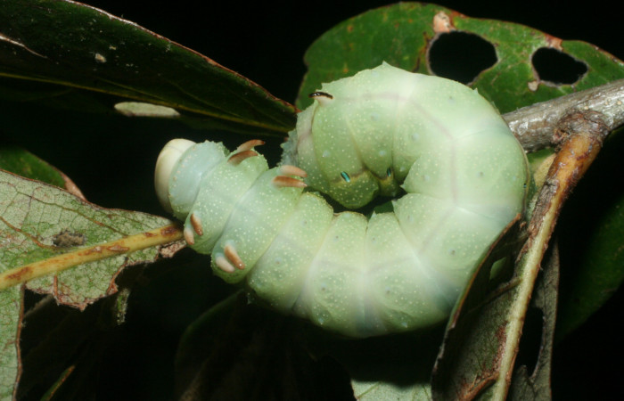 Fig.7 Larva <i>Othorene bernardoespinozai</i>, mostrando la parte espalda entero.Voucher: 09-SRNP-14010-DHJ456300.jpg