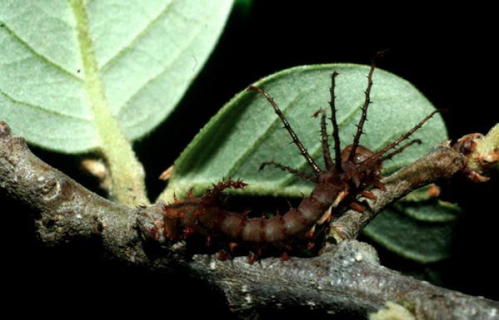 Fig.9 Larva totalmente café y sus ramificaciones en forma de espina cerca de la cabeza <i>Othorene bernardoespinozai</i>, mostrando la parte dorsal entero. en hoja de la rama <i>Quercus oleoides</i> familia Fagaceae. Voucher: 09-SRNP-14011-DHJ454811.jpg