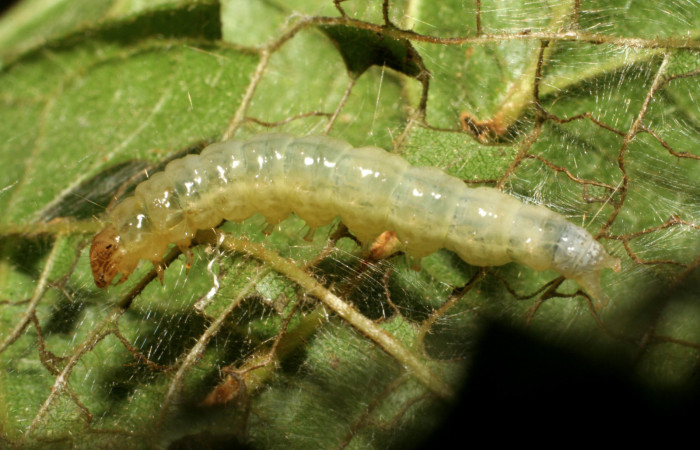 Figura 7. Larva <i>Eulepte</i> Janzen03, Crambidae,
vista lateral cabeza. (06-SRNP-41820-DHJ414469).