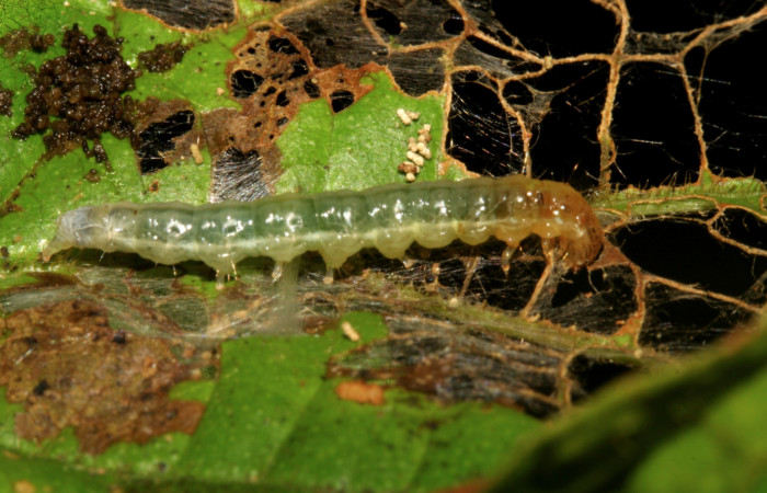 Figura 6. Larva <i>Eulepte</i> Janzen03, Crambidae,
vista dorsal. (09-SRNP-279-DHJ450247).