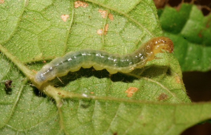 Figura 9. Larva <i>Eulepte</i> Janzen03, Crambidae,
vista dorsal. (09-SRNP-279-DHJ450253).