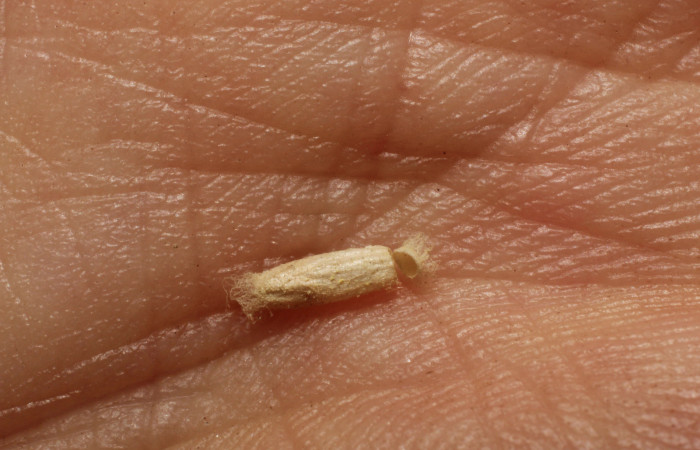 Figura 10. Capullo de la familia Braconiidae, <i>Apanteles rosibelelizondoae</i> que atacan larva de <i>Eulepte</i>
Janzen03. (12-SRNP-1364-DHJ800994).