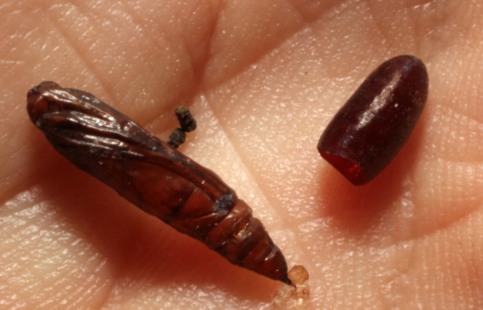 Figura 12. Pupario de Tachinidae, parásito en
<i>Eulepte</i> Janzen03, <i>Chrysoexorista</i>
Wood01DHJ02; y restos de pupa. (12-SRNP-72620-DHJ804346).