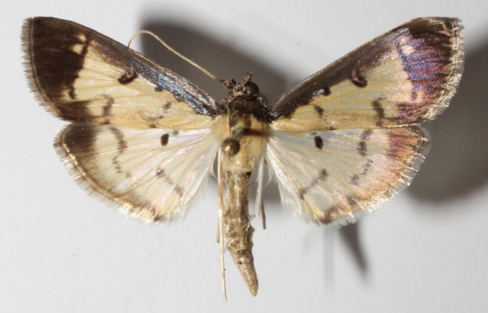 Figura 3. Adulto de <i>Eulepte</i> Janzen03, (hembra), vista dorsal. (14-SRNP-3200-
DHJ901530).