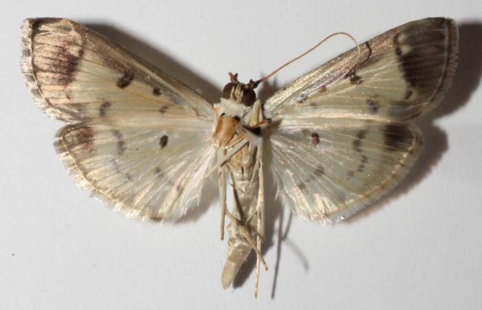 Figura 4. Adulto de <i>Eulepte</i> Janzen03,(hembra), vista ventral. (14-SRNP-3200-
DHJ901531).