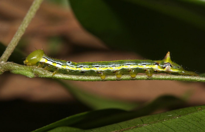 Fig.10. Larva de <i>Xylodonta markvanputteni</i>. Vista lateral, de 20mm de longitud. Voucher: 18-SRNP-30053-DHJ743213.jpg.