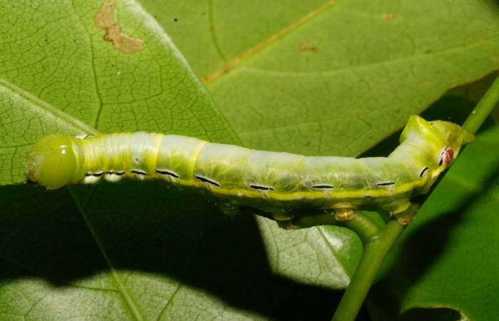 Fig.11. Larva de <i>Xylodonta guarana</i>. Vista lateral, de 37mm de longitud. Voucher: 08-SRNP-21930-DHJ438307.jpg.