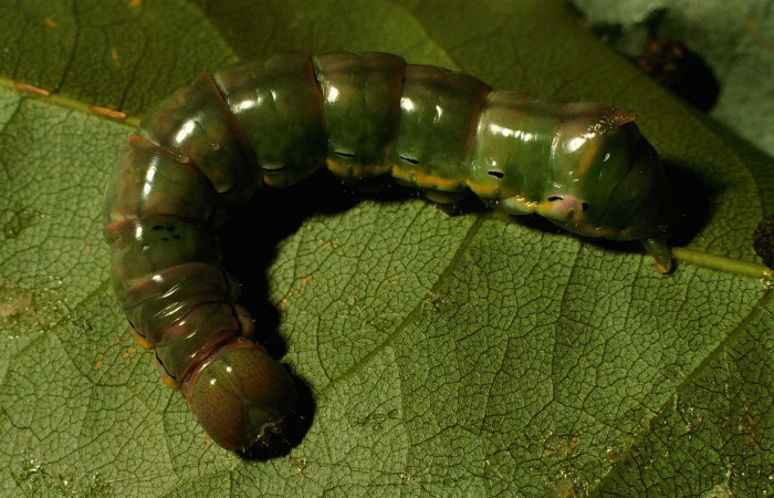 Fig.13. Prepupa de <i>Xylodonta terrena</i>, de 36mm de longitud. Voucher: 97-SRNP-1793-DHJ43985.jpg.