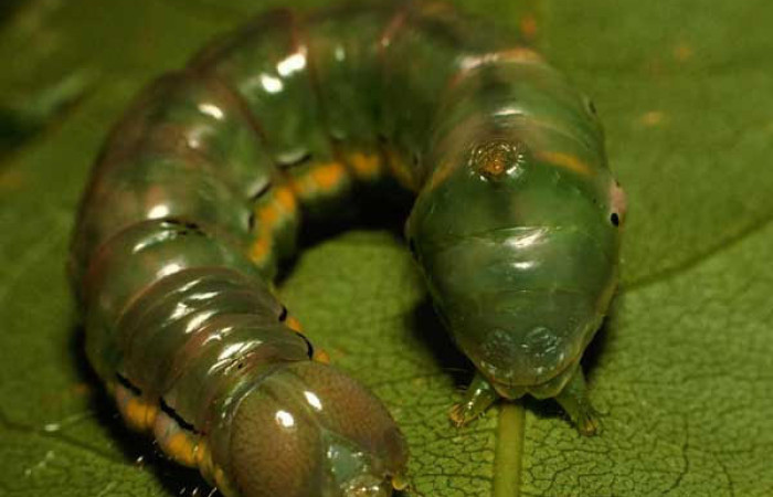 Fig.14. Prepupa de <i>Xylodonta terrena</i>, de 36mm de longitud. Voucher: 97-SRNP-1793-DHJ43987.jpg.