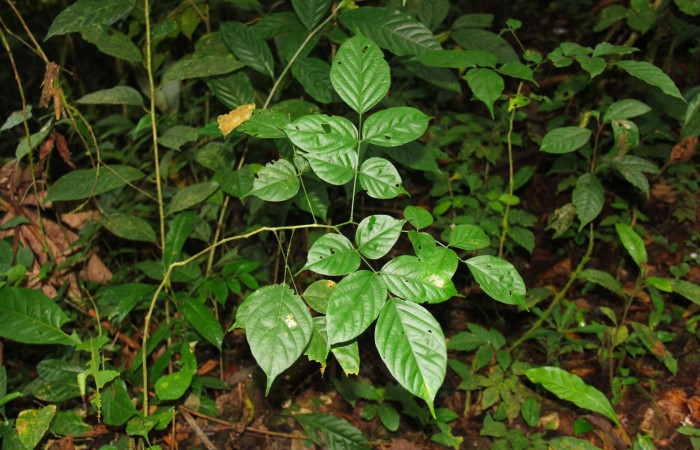 Fig.16. Planta juvenil de <i>Lonchocarpus oliganthus</i> (Arecaceae), planta hospedera de <i>Xylodonta terrena</i>. Foto, Manuel Rios, Marzo 2021.