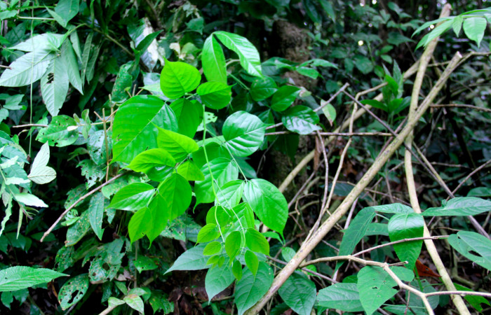 Fig.17. Brotes de <i>Lonchocarpus oliganthus</i> (Fabaceae) planta hospedera de <i>Xylodonta terrena</i>. Foto, Manuel Rios, Marzo 2021.