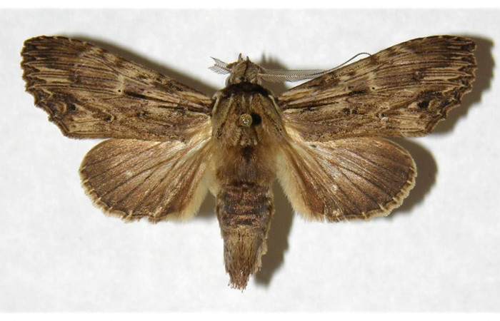 Fig 2. Macho de <i>Xylodonta terrena</i>. Vista ventral, de 47mm de longitud.  Voucher: 97-SRNP-764-DHJ322330.jpg.