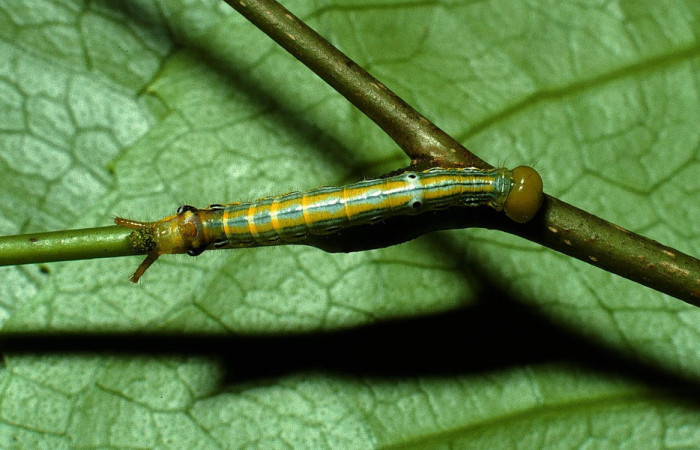 Fig.5.Larva de <i>Xylodonta terrena</i>. Vista dorsal, de 24mm de longitud. Voucher: 03-SRNP-3393-DHJ72426.jpg.