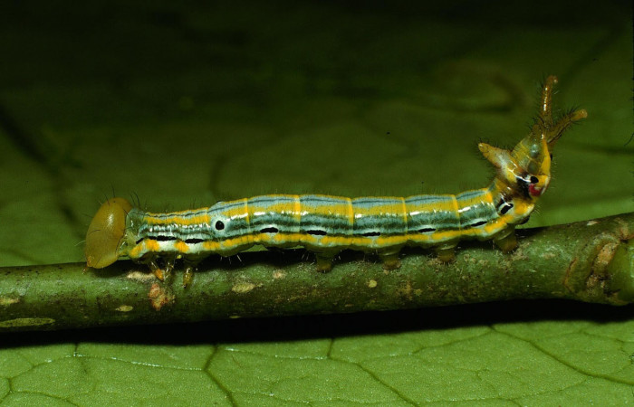 Fig.6. Larva de <i>Xylodonta terrena</i>.  Vista lateral, de 24mm de longitud. Voucher: 03-SRNP-3393-DHJ72422.jpg.