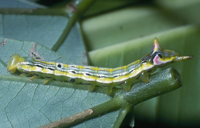 Fig.7. Larva de <i>Xylodonta terrena</i>. Vista lateral,27mm de longitud. Voucher: 04-SRNP-2238-DHJ84156.jpg.