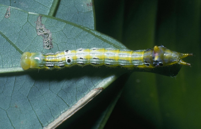 Fig.8. Larva de <i>Xylodonta terrena</i>. Vista lateral, de 27mm de longitud.   Voucher: 04-SRNP-2238-DHJ84155.jpg.