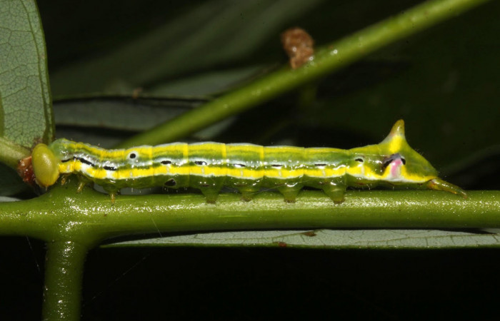 Fig.9. Larva de <i>Xylodonta terrena</i>. Vista lateral, de 32mm de longitud. Voucher: 17-SRNP-31659-DHJ739417.jpg.