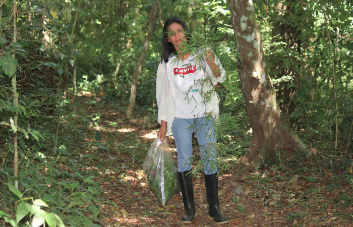 Fig. 10 Planta <i>Rhipidocladum racemiflorum</i> (Poaceae) hospedera de larva <i>Inbio hilara</i> (Nymphalidae), Los Almendros, Sector El Hacha, 290m.