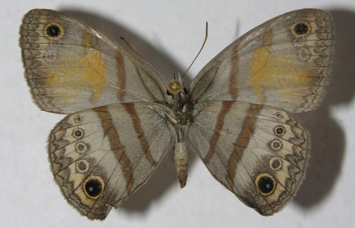 Fig. 1 Adulto <i>Inbio hilara</i> (Nymphalidae), vista ventral mide 30mm. Ingas, Sector Pitilla, 580m. 11-SRNP-33589-DHJ555711.