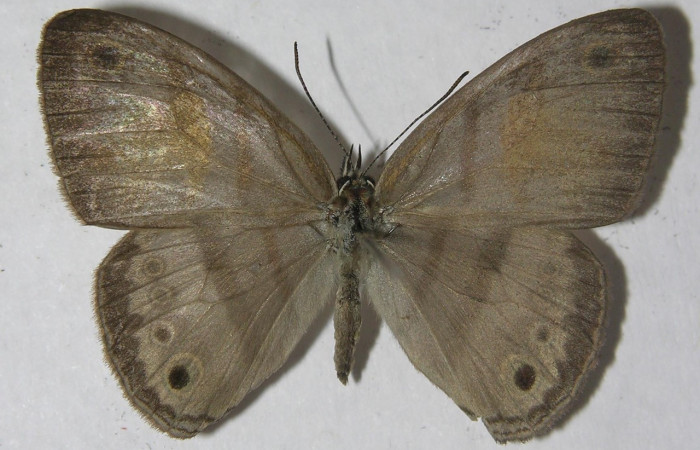 Fig. 2 Adulto <i>Inbio hilara</i> (Nymphalidae), vista dorsal mide 30mm. Ingas, Sector Pitilla, 580m. 11-SRNP-33589-DHJ555710.
