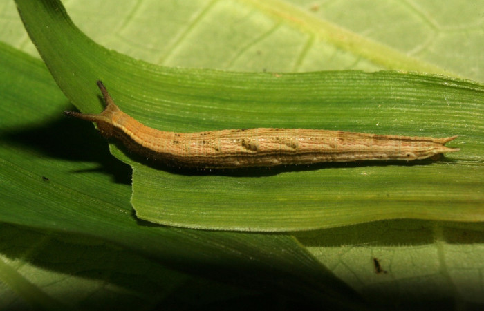 Fig. 3 larva <i>Inbio hilara</i> (Nymphalidae), vista dorsal mide 23mm. Ingas, Sector Pitilla, 580m. 11-SRNP-33546-DHJ484914.