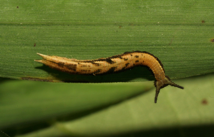 Fig. 4 Larva <i>Inbio hilara</i> (Nymphalidae), vista dorsal entera mide 18mm. Ingas, Sector Pitilla, 580m. 11-SRNP-33491-DHJ484925.