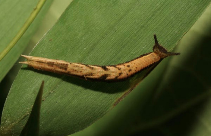 Fig. 5 Larva <i>Inbio hilara</i> (Nymphalidae), vista dorsal entero mide 18mm. Ingas, Sector Pitilla, 580m.11-SRNP-33491-DHJ484923.jpg