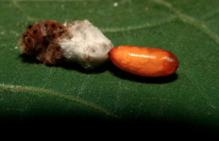 Figura 12. Pupario de <i>Ametadoria mauriciogurdiani</i> (Tachinidae), que ataca a <i>Pampa</i> Janzen04 (Zygaenidae), localidad Pasmompa, Sector Pitilla ACG (440m). Voucher: 08-SRNP-32396-DHJ446041.jpg.