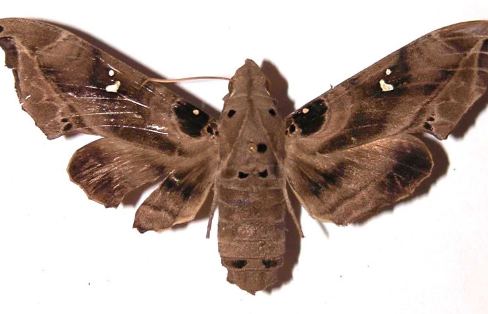 Fig. 03. Hembra de <i>Madoryx bubastus</i> (Sphingidae), vista dorsal. 80mm longitud. Voucher: 94-SRNP-7435-DHJ35370.jpg.