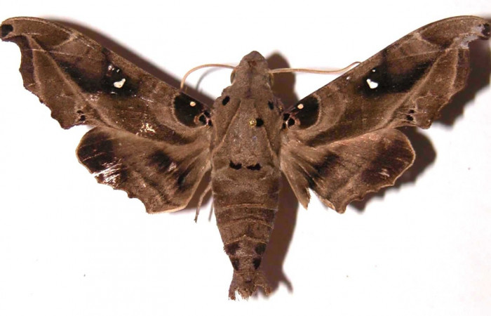 Fig. 01. Macho de <i>Madoryx bubastus</i> (Sphingidae), vista dorsal. 71mm longitud. Voucher: 89-SRNP-828-DHJ35372.jpg.