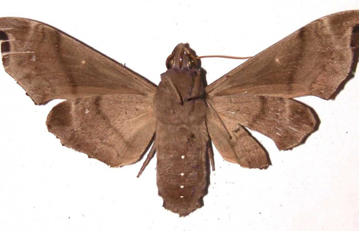 Fig. 04. Hembra de <i>Madoryx bubastus</i> (Sphingidae), vista ventral. 80mm longitud. Voucher: 94-SRNP-7435-DHJ35371.jpg.