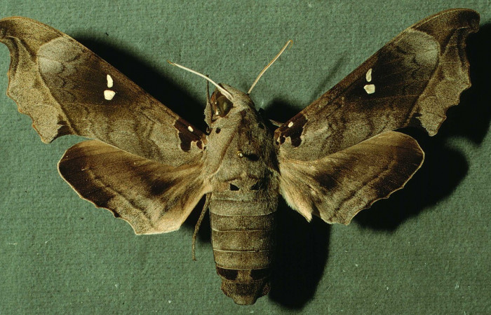 Fig. 05. Adulto de <i>Madoryx oiclus</i> (Sphingidae), hembra vista dorsal, 93mm longitud. Voucher: INBIOCRI002795424.jpg.