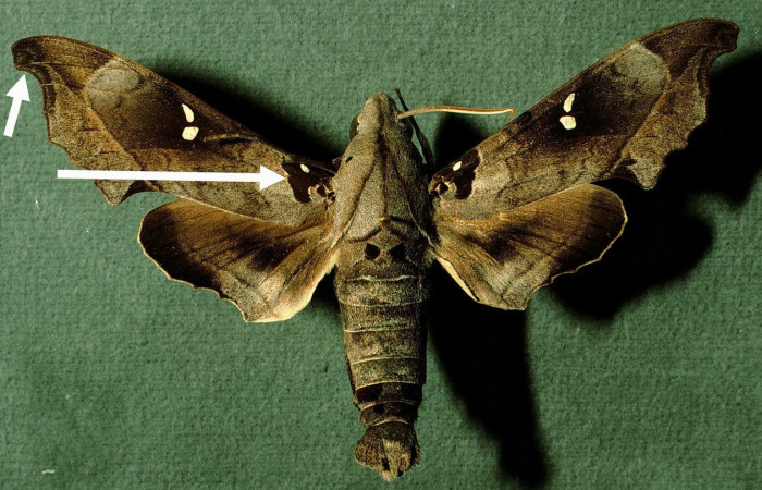 Fig. 06. Adulto de <i>Madoryx oiclus</i> (Sphingidae), macho vista dorsal, 76mm longitud. Voucher: INBIOCRI002793144-DHJ38630.jpg.