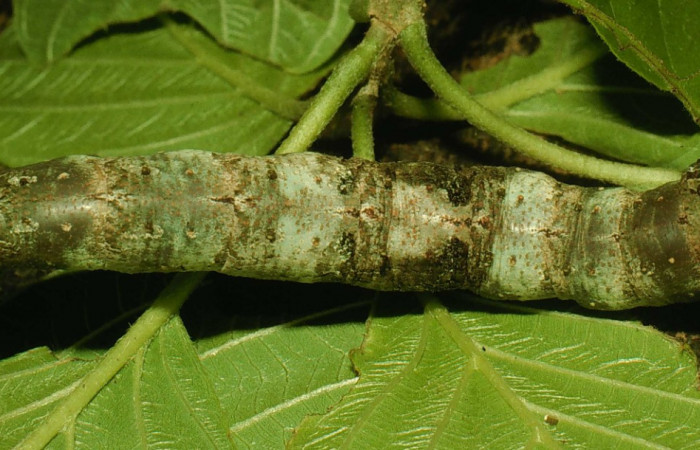 Fig. 07. Larva de <i>Madoryx bubastos</i> (Sphingidae), vista dorsal, longitud no indicada, fotografiada Junio 1995. Voucher: 95-SRNP-4536-DHJ22912.jpg.