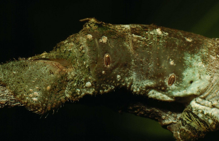 Fig. 09. Larva de <i>Madoryx bubastos</i> (Sphingidae), vista lateral del último tercio del cuerpo, longitud no indicada, fotografiada Junio 1995. Voucher: 95-SRNP-4536-DHJ22895.jpg.