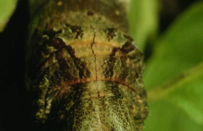 Fig. 10. Larva de <i>Madoryx bubastos</i> (Sphingidae), cabeza vista de frente, longitud no indicada, fotografiada Junio 1995. Voucher: 95-SRNP-4536-DHJ22944.jpg