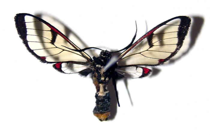 Fig. 2 Vista ventral de <i>Argyroeides notha</i> (Erebidae) (03-SRNP-25954-DHJ94131).