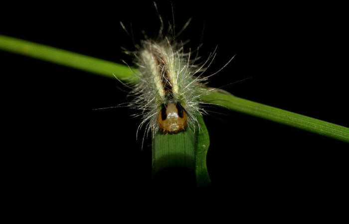 Fig. 5 Posición frontal del último estadio de la oruga <i>Argyroeides notha</i> (Erebidae) sobre <i>Guadua paniculata</i> (Poaceae) Vado Ocotea, Sector Mundo Nuevo 10 de Julio 2007. (07-SRNP-58041-DHJ428611).