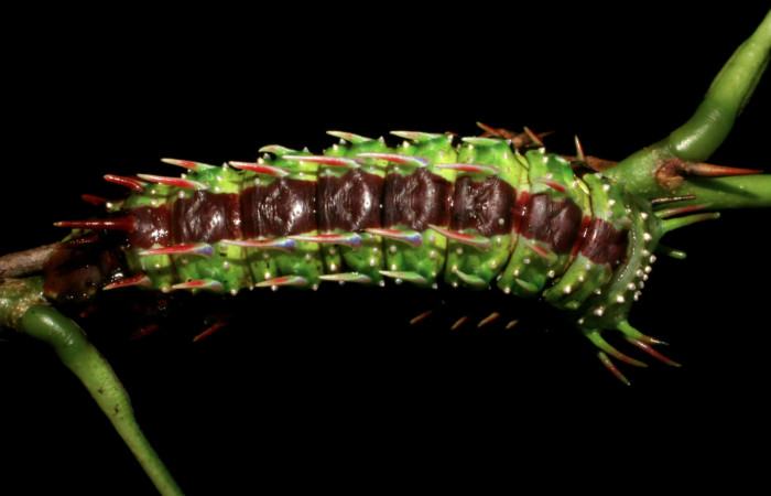 Fg.6. Larva Syssphinx jennyphillipsae (Saturnidae), mide 40mm. Estacion Maritza Sector Orosi 570 m.82-SRNP-230a-DHJ3841
