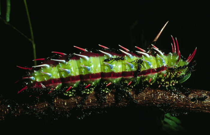 Fg.7. Larva Syssphinx jennyphillipsae (Saturnidae), mide 62mm. Area Administrativa Sector Santa Rosa 295 m. 83-SRNP-1346-DHJ6439.