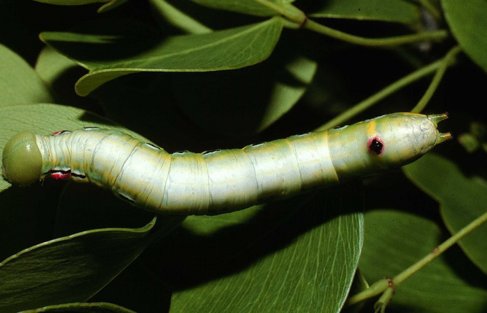 Figura 18. Larva <i>Nycterotis</i> placida (Notodontidae), en último estadío (U), vista dorsal, localidad Vado Quebrada Calero, Sector Santa Elena (ACG) (305m). Voucher:02-SRNP-11150-DHJ67853.jpg.