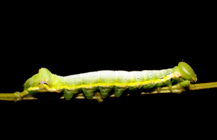 Figura 4. Larva <i>Nycterotis</i> xylinoidesDHJ01 (Notodontidae), en tercer estadío (PU) vista lateral, localidad Laureles Sector Rincon Rain Forest (ACG). (95m); Voucher: 07-SRNP-41839-DHJ422744.jpg.