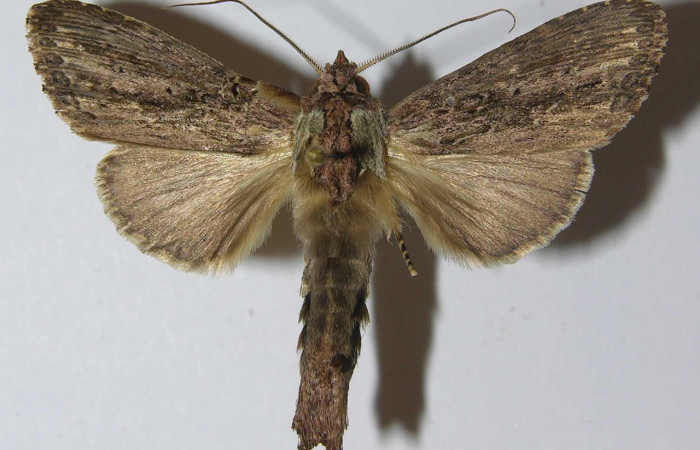 Figura 7. Adulto <i>Nycterotis</i> xylinoidesDHJ01 (Notodontidae), (macho) vista dorsal, localidad Palomo Sector Rincon Rain Forest (96m) (ACG). Voucher: 12-SRNP-67077-DHJ556655.jpg.