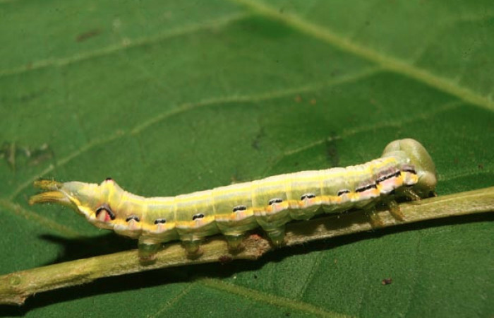 Figura 11. Larva <i>Nycterotis</i> ravanaICG02 (Notodontidae), en último estadío (PU), vista lateral, localidad Estación Quica, Sector Pitilla (ACG) (470m). Voucher: 14-SRNP-70101-DHJ703768.jpg.