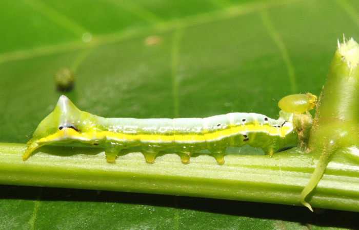 Figura 3. Larva <i>Nycterotis</i> xylinoidesDHJ01 (Notodontidae), en tercer estadío (PU) vista lateral, localidad Sendero Manguera Sector Pitilla (ACG) (470m). Voucher: 17-SRNP-70829-DHJ737247.jpg.