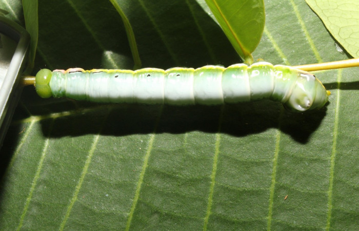 Figura 6. Larva <i>Nycterotis</i> xylinoidesDHJ01 (Notodontidae), en último estadío (U) vista dorsal, localidad Sendero Manguera Sector Pitilla (ACG). (470m). Voucher: 17-SRNP-70829-DHJ737261.jpg.